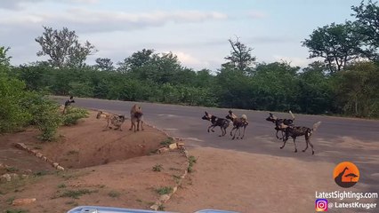Hyena Protects Den From Intruding Wild Dogs