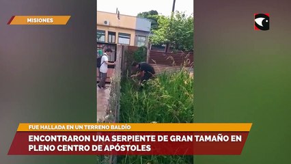 Encontraron una serpiente de gran tamaño en pleno centro de Apóstoles