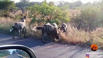 Battle Between Wild Dogs and Spotted Hyenas