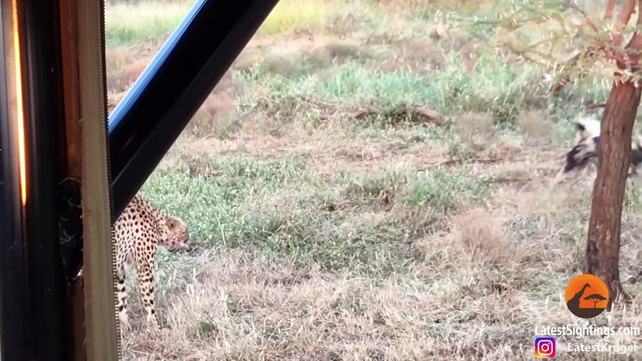 Wild Dogs vs Cheetah Standoff Over a Kill