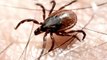 What Is Heartland Virus? Tickborne Disease May Be Expanding Its Reach Across the U.S.