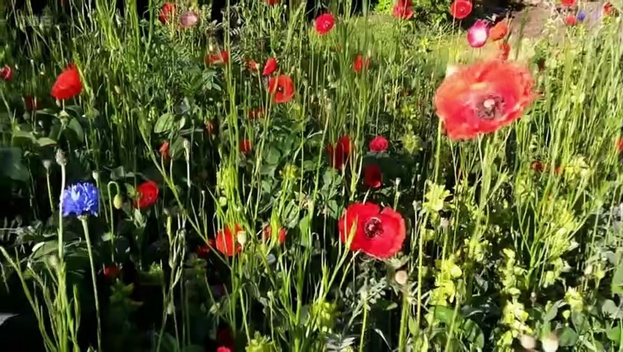 Gardeners’ World 2023 episode 1