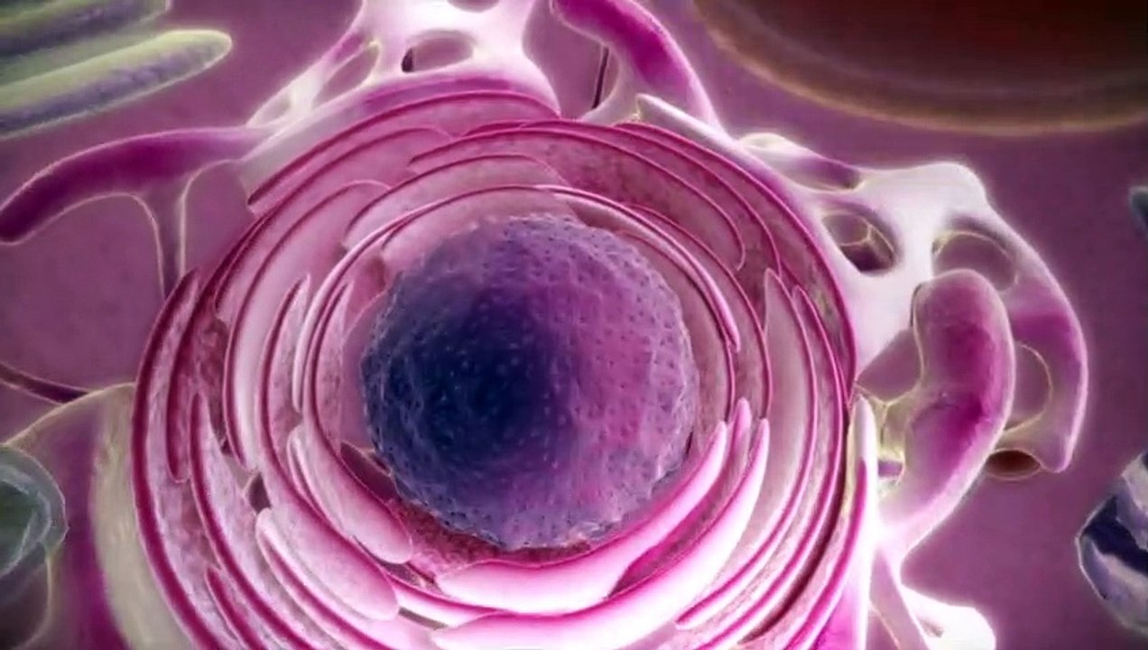 From DNA to protein - 3D