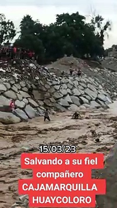 Personas rescatan animalitos sin hogar de las lluvias