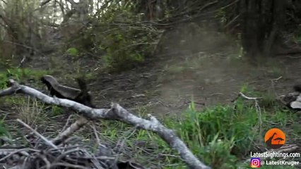 Honey Badger Rescues Her Baby from Leopard