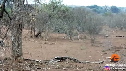 Leopard Learns Lesson From 2 Porcupines