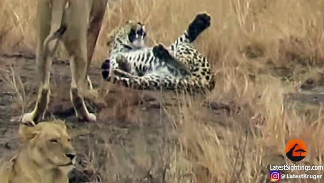 Leopard Tries to Escape Pride of Lions