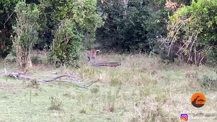 Python Constricts Leopard As It Fights Back!