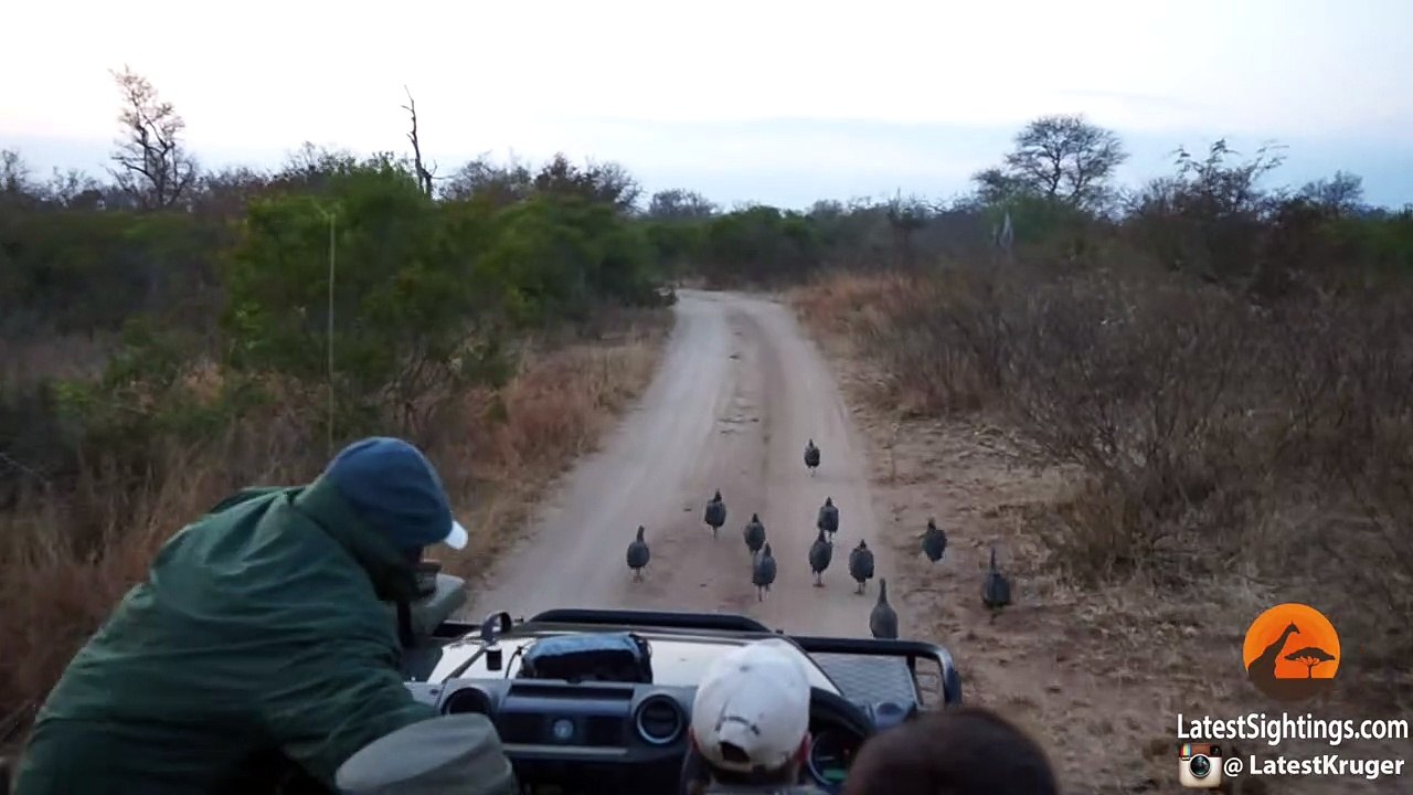 Surprise Leopard Hunt in Front of Safari Vehicle Caught on Camera