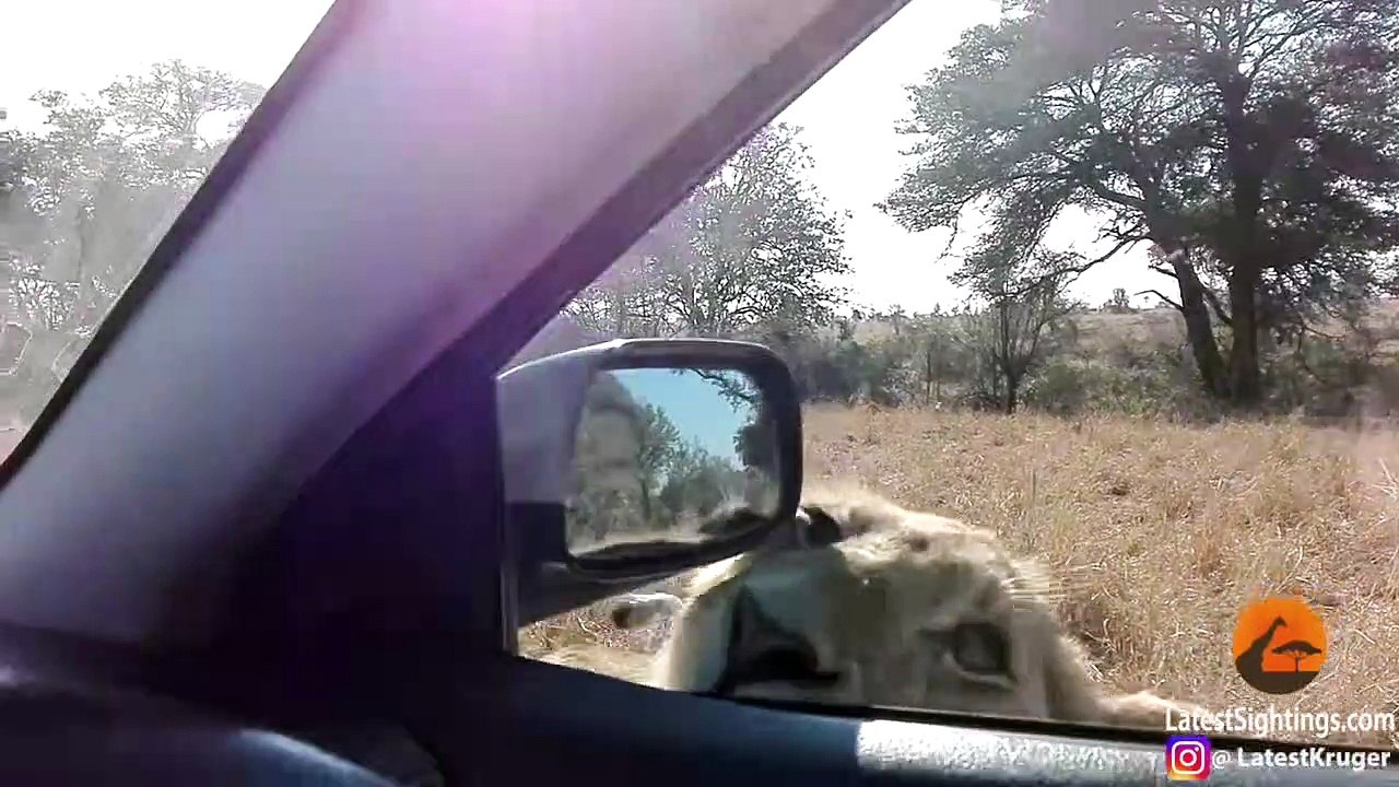 When a Wild Lion Tries to Get Inside Your Car!