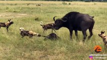 Wild Dogs Take 5 Buffalo Calves in an EPIC Feeding Frenzy!