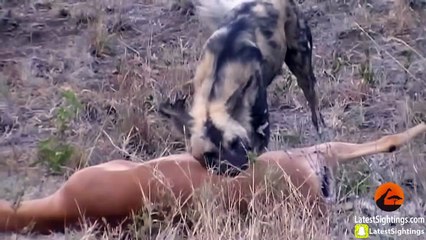 Wild Dogs v Impala   Impala Fights Back as Guts Fall Out