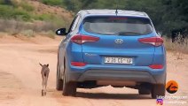 Wildebeest Calf Thinks this Car is Its Mother (Cute Ending)