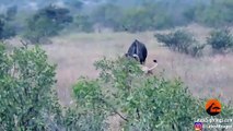 Wildebeest Hooks Lion by Leg as it Tries to Escape!