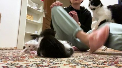 Mama Cat Purrs for the Camera