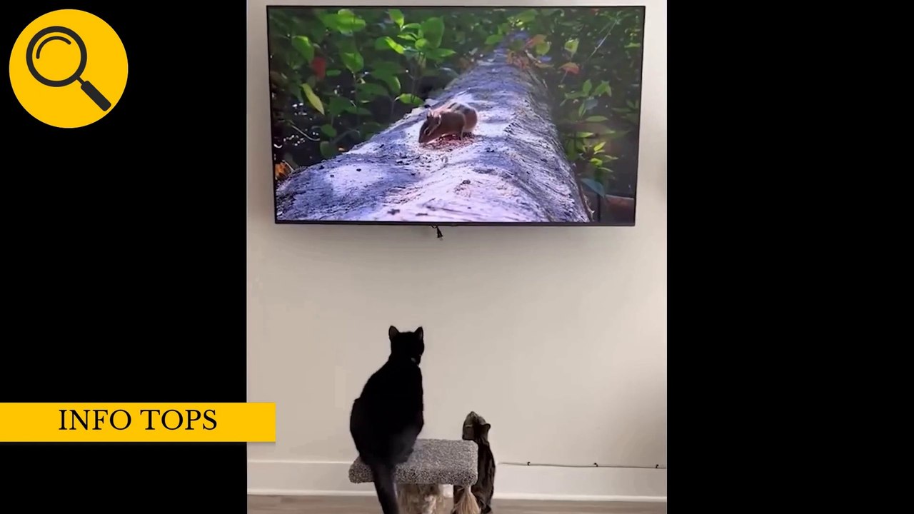 Funny Pets that will spread happiness into your day
