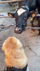 Cow Tries to Lick Golden Retriever