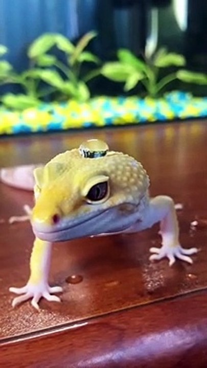Gecko's Skin Repels Water