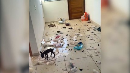 Moradora denuncia abandono de 13 cachorros em residência trancada na região Norte