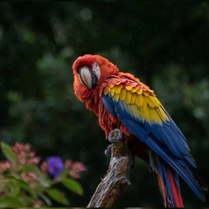 Are Cuban Macaws Extinct? - video Dailymotion