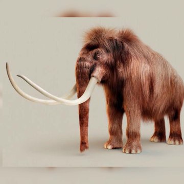 Woolly Mammoth (The Ice age Elephant)