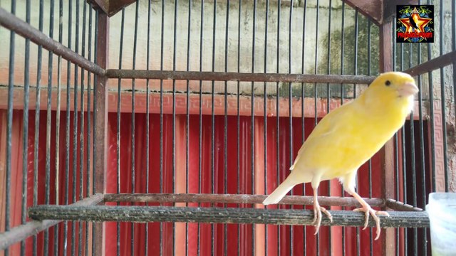 suara burung kenari gacor