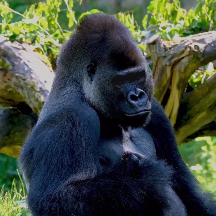 How Strong are Gorillas? - video Dailymotion