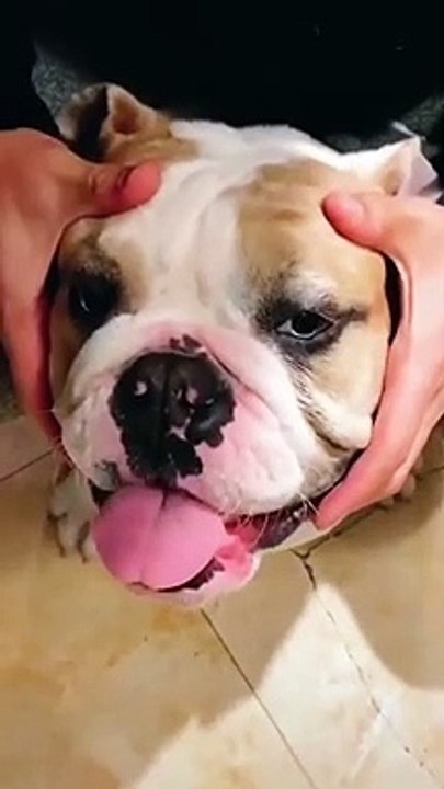 Most Cute Animals VS Cute Baby #BillGates #WindowsError #Shorts