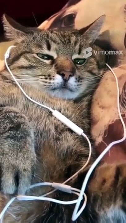 Most Cute Cats - Don't be Sad #Shorts #ShortsVideo