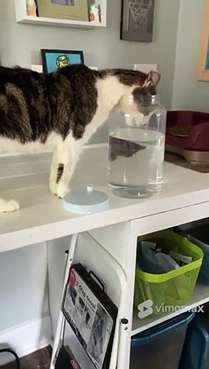 Most Funniest Cats #Shorts.mp4