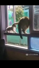 Most Funniest Cats Ever #Shorts #Prank