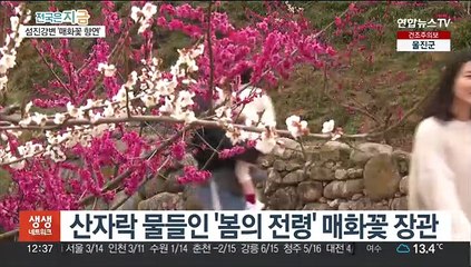 섬진강 매화마을 꽃도, 봄도 절정…4년만에 축제도