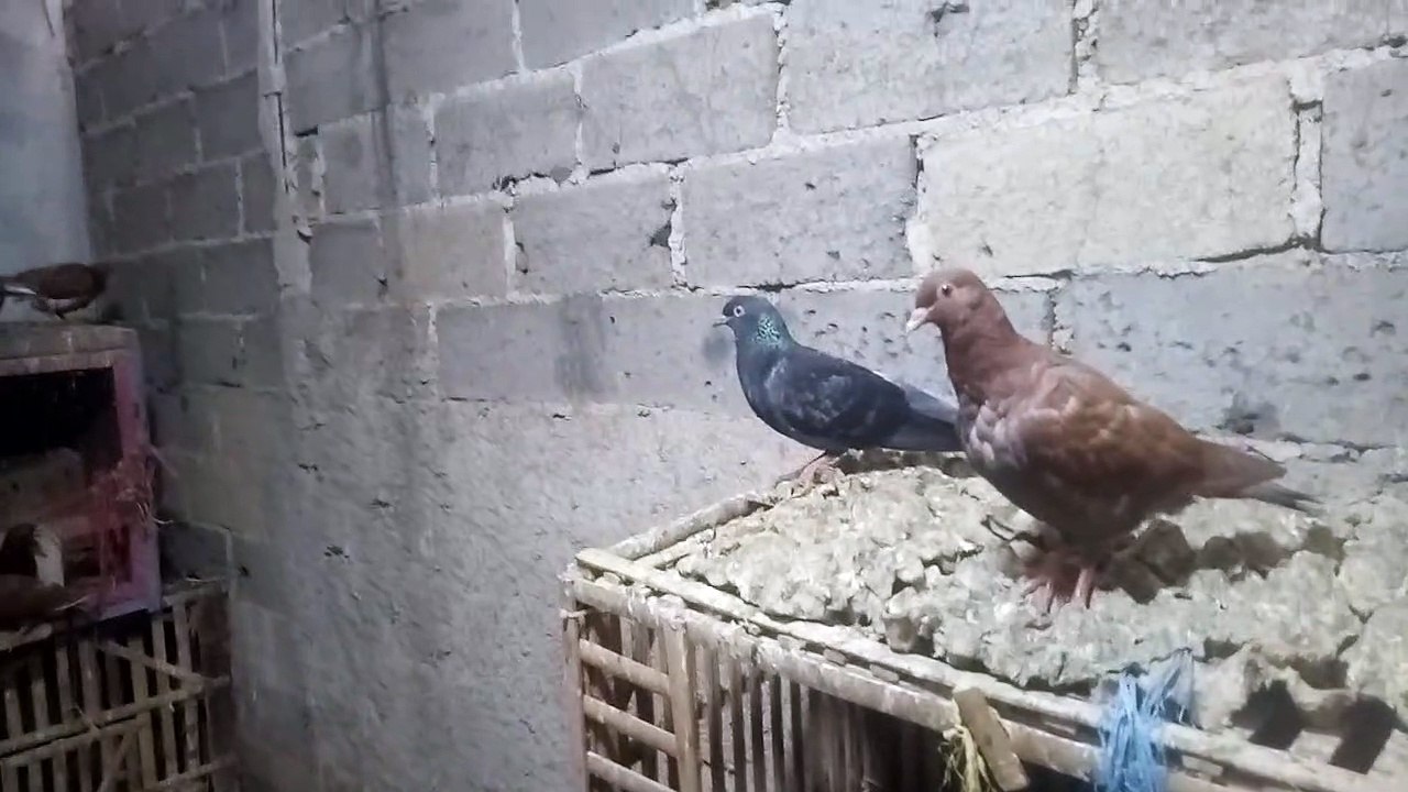 my dove everyday