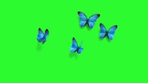Butterfly Flying Effects Green Screen video HD