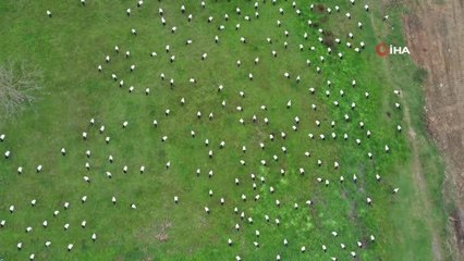 Göç yolundaki leylekler yeşil alanı beyaza çevirdi