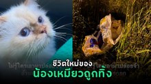 เหมียวถูกทิ้ง กับการเดินทางสู่บ้านหลังใหม่ กลายเป็นเจ้านายของบ้าน