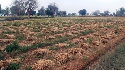 तीन दिन से बिगड़ा मौसम, जिन्स समेट रहे किसान परिवार परेशान, देखे वीडियो