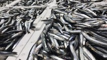 Karadeniz’de ‘hamsi avı 1 yıl ertelensin’ çağrısı