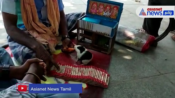 ரூ.100 கட்டணத்தில் தொழில்நுட்ப வளர்ச்சிக்கே சவால் விடும் புதுச்சேரி எலி ஜோதிடர்