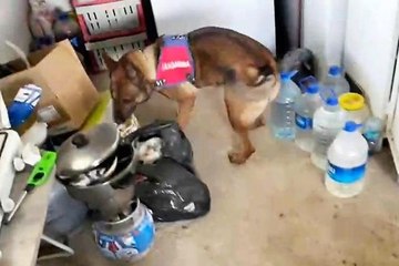 11 kilo esrarı arı kovanı ve sazlıklara gizleyen oğul tutuklandı, baba serbest kaldı