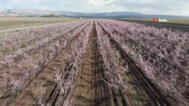 Depremin vurduğu Amik Ovası'nda meyve bahçeleri çiçek açtı