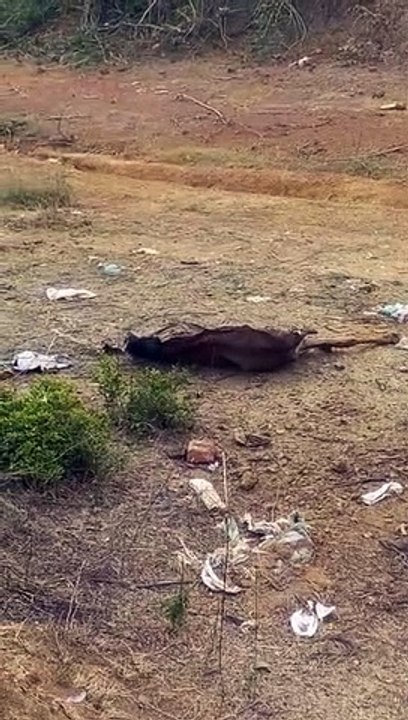 गौशाला बनी श्मशान घाट, मानवीय संवेदनाएं मरीं, ट्रेक्टरों से घसीटकर ले गए गायों को