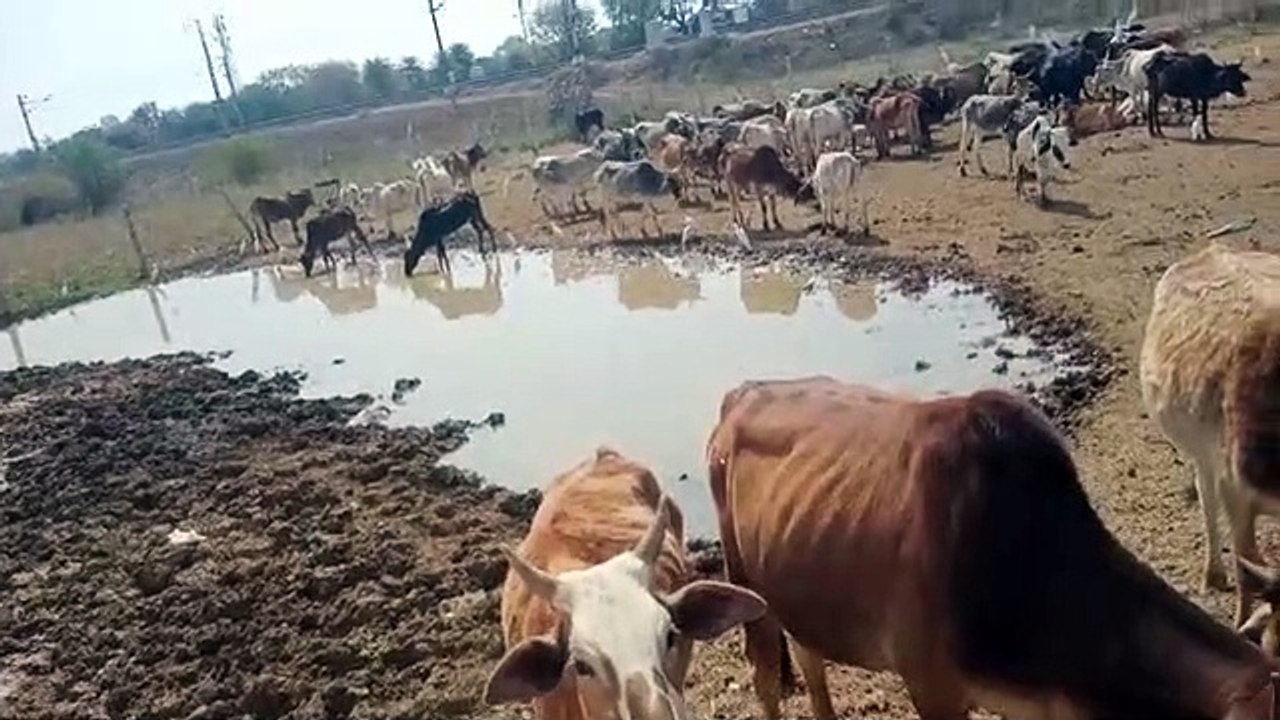 गौशाला बनी श्मशान घाट, मानवीय संवेदनाएं मरीं, ट्रेक्टरों से घसीटकर ले गए गायों को