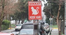 Kadıköy’de toplu kedi ölümleri mahalleliyi ayağa kaldırdı