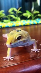 Gecko's Skin Repels Water