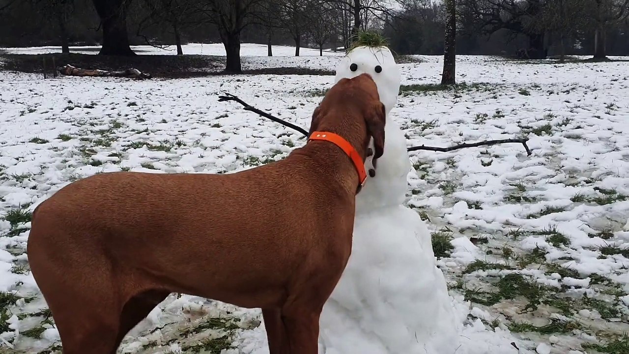 Dog's Got Your Nose