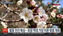 매화 피는데 벚꽃 활짝…서울도 3월 벚꽃 가능성