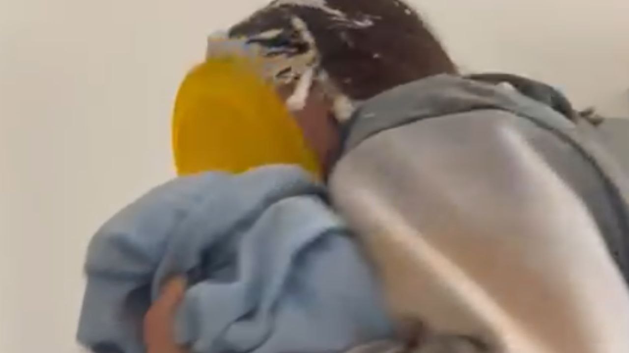 Woman is taken-pie-surprise as she falls for fiancé's clever prank