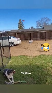 funny animals videos try not laugh | funny animals videos 2023 #viral