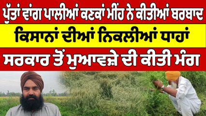 ਪੁੱਤਾਂ ਵਾਂਗ ਪਾਲੀਆਂ ਕਣਕਾਂ ਮੀਂਹ ਨੇ ਕੀਤੀਆਂ ਬਰਬਾਦ ਕਿਸਾਨਾਂ ਦੀਆਂ ਨਿਕਲੀਆਂ ਧਾਹਾਂ | OneIndia Punjabi